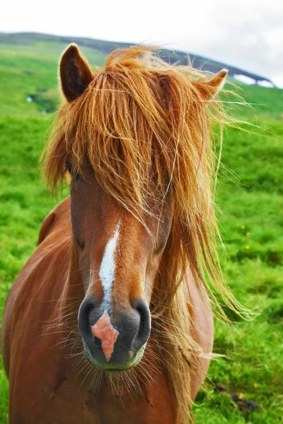 Portrait of  brown horse Royalty Free Stock Photos