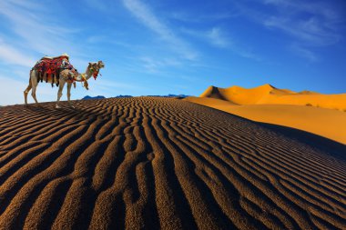 Koşum ve battaniye ile Deve 