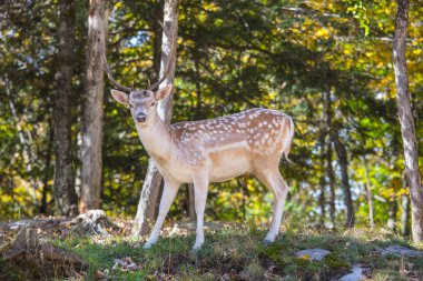 Orman glade üzerinde Spotty geyik