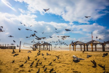  Gürültülü güvercin sürüsü