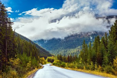 Otoban sarı ormanların arasından geçiyor.
