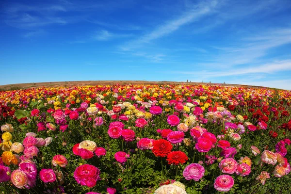Květiny jsou pěstovány na vývoz v severských zemích — Stock fotografie