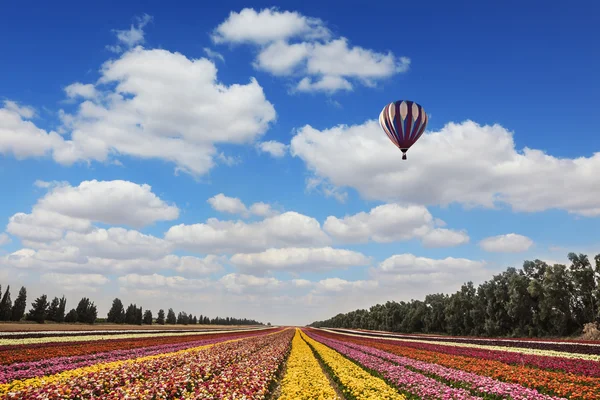 Kibbutz di fiori vicino alla striscia di Gaza — Foto Stock