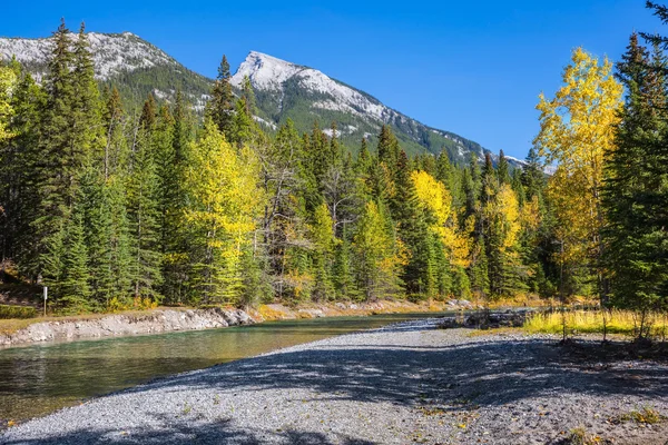 Torrente, circondato da una pineta — Foto Stock