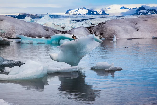 Элегантная птица Гусь Бранта лейкопсис, сидящая на льдине — стоковое фото