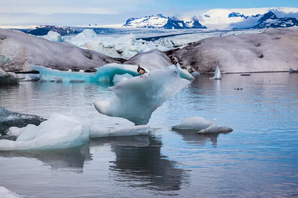 Elegante pájaro ganso Branta leucopsis sentado en un témpano de hielo — Foto de Stock