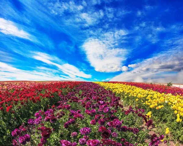 Gran campo de flores de color púrpura, amarillo y rojo — Foto de Stock