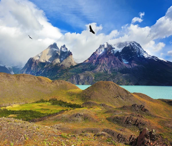 Cóndores andinos sobrevuelan el lago Pehoe — Foto de Stock