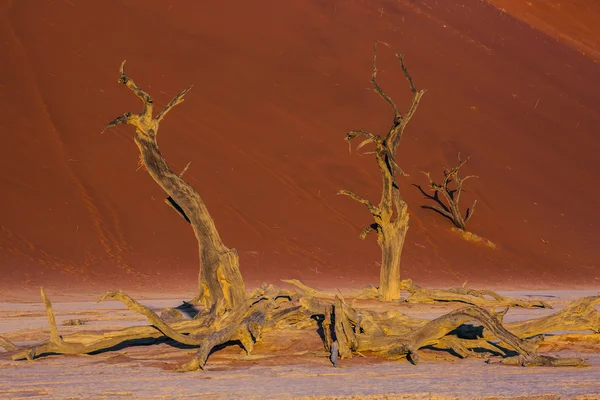 El lago seco con árboles secos — Foto de Stock