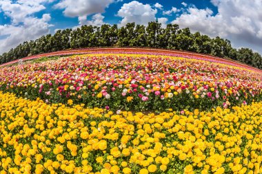 Sarı ve kırmızı çiçek alan