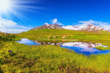 Taze yeşil çim alanlar