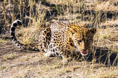 Dev leopar besleme