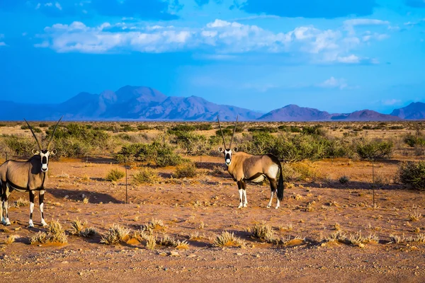 Paire de couleurs vives Oryx — Photo