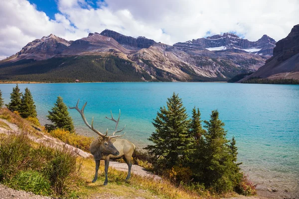 Ciervo rojo a orillas del lago azul — Foto de Stock