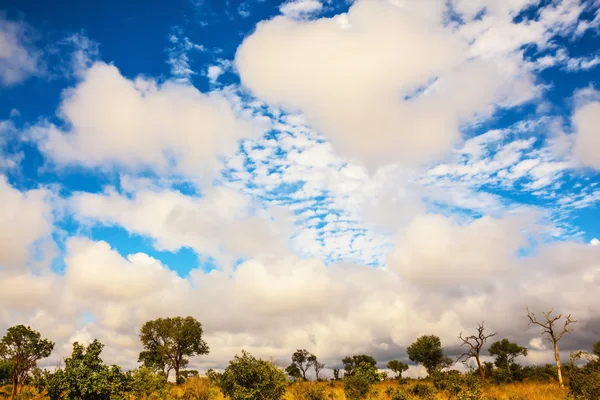 Parco nazionale di Kruger — Foto Stock