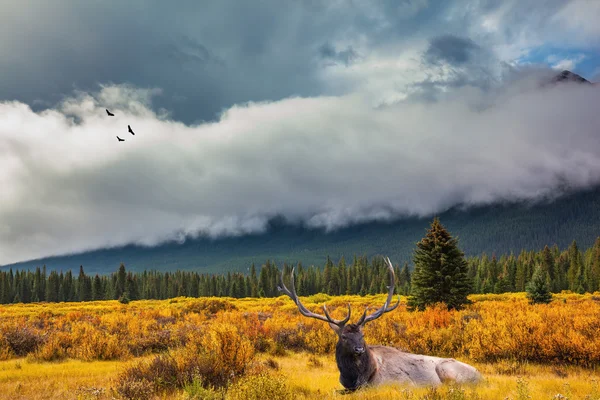 Nádherné, odpočívá parohy jelenů — Stock fotografie