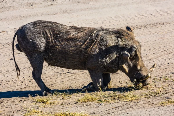 Enorme facocero selvatico — Foto Stock