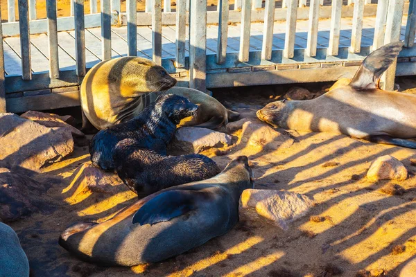 Заповедник для тюленей в Намибии — стоковое фото