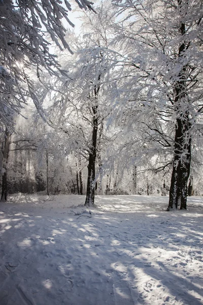 Bosque cubierto de nieve — Foto de Stock