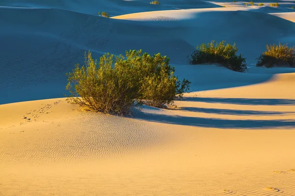 Mesquite ploché písečné duny — Stock fotografie