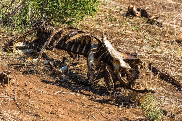 Esqueleto de búfalo desgarrado — Foto de Stock