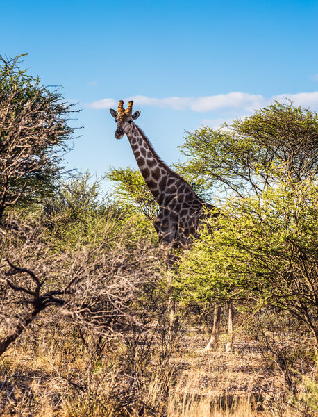 Giraffe grazing in the bush