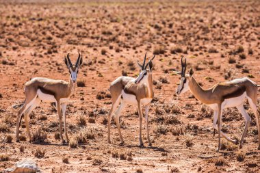 Springbok antilop sürüsü