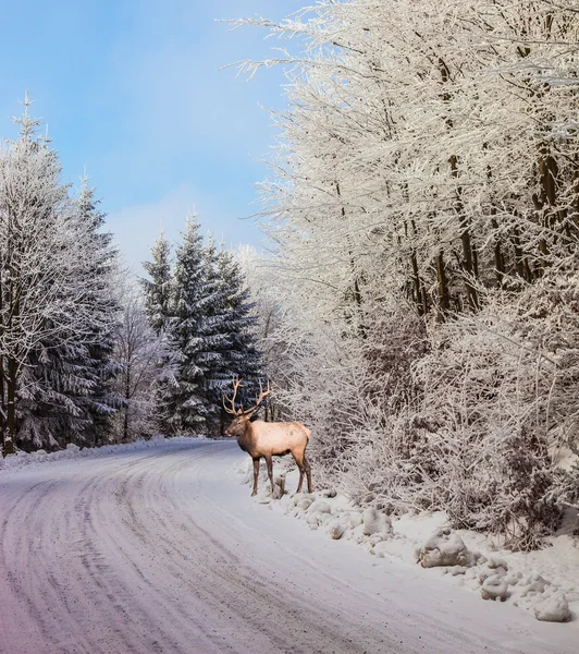 Red deer on snow covered road — Stock Photo, Image