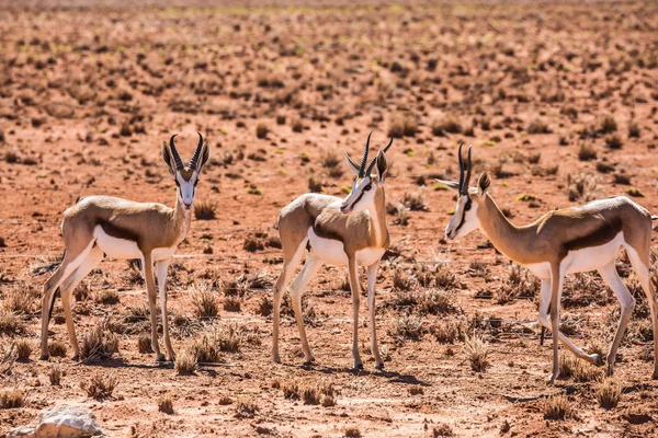 Herd of springbok antelopes — Stock Photo, Image