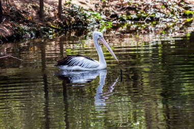 Sığ bir gölette pembe gagalı büyük bir su kuşu pelikanı. Pelikan taze balık arıyor. Avustralya parkı. Ekoloji konsepti