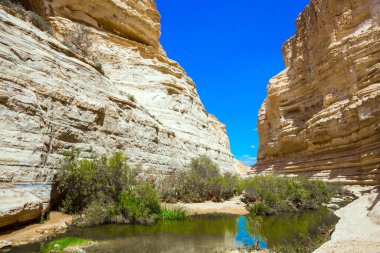 Ein Avdat Vadisi, Negev Çölü 'ndeki Qing Nehri tarafından kurulmuştur. Kanyonda çimlerle kaplı sığ bir su birikintisi. İsrail. Aktif ve fotoğraf turizmi kavramı