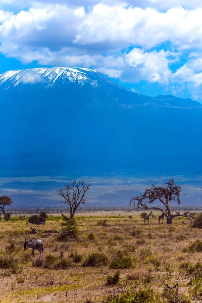 Wildebeesten Giraffen Grazen Savanne Met Struiken Woestijnlandschappen Sneeuwpiek Van Kilimanjaro — Stockfoto