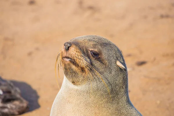 Colonia Focas Piel Enorme Novato Animales Marinos Frente Costa Del —  Fotos de Stock