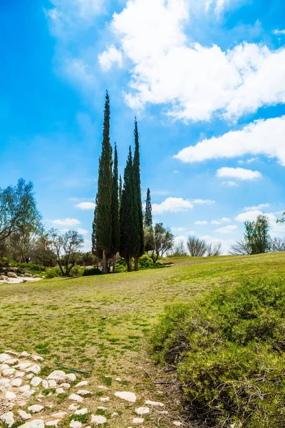Cyprysowe Alejki Izrael Malutki Pustynny Park Wokół Ben Gurion Memorial — Zdjęcie stockowe