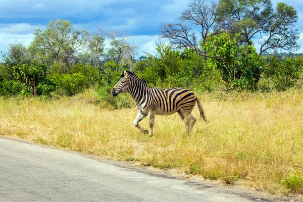 Dieren Leven Bewegen Vrij Savanne Savannah Zebra Steekt Een Smalle — Stockfoto