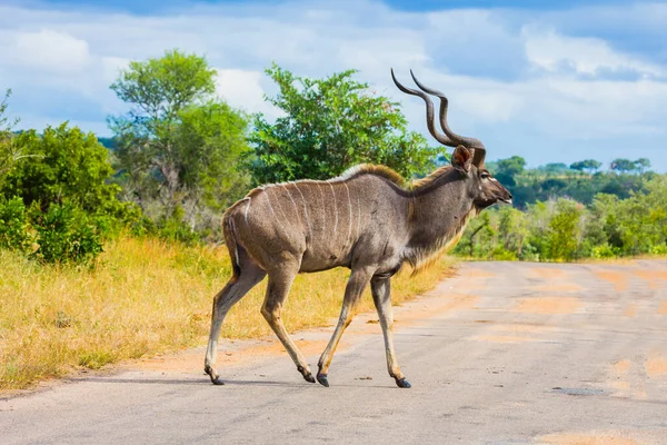 Antelope Kudu Espécie Africana Antílope Subfamília Dos Touros Kudu Atravessa — Fotografia de Stock