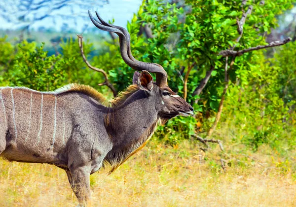 Antelope Kudu Piękny Duży Roślinożerca Rogami Wspaniałe Kudu Wypasu Wśród — Zdjęcie stockowe