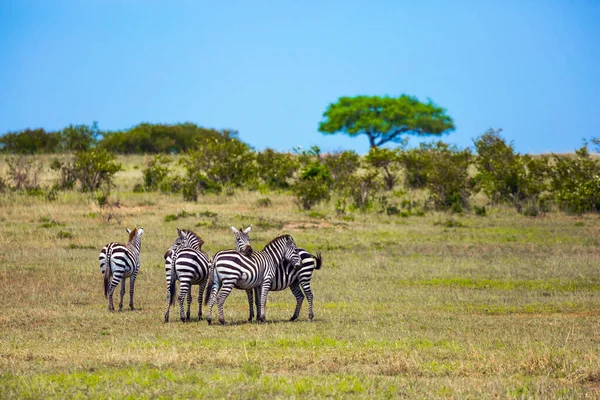 Стадо Зебр Пасутся Траве Великолепная Поездка Африканскую Саванну Кения Весной — стоковое фото