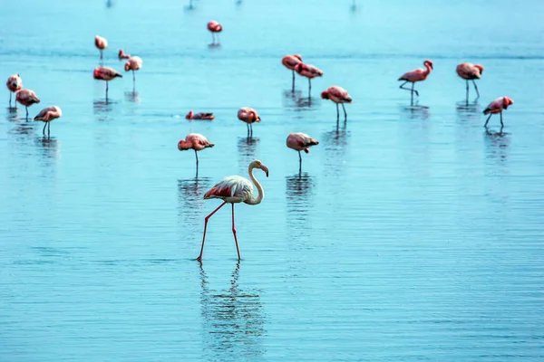 Nascer Sol Swakopmund África Manhã Cedo Costa Atlântica Namíbia Flamingos — Fotografia de Stock