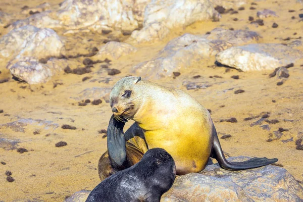 Charming marine mammals. Colony of fur seals. The Atlantic. Africa. Cape Cross is the largest South African fur seal rookery in the world. Namibian Nature Reserve. Zoological tourism concept