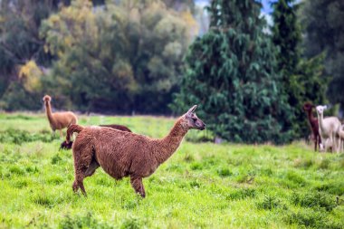 Saçını kestikten sonra yeşil çimlerde otlanan kahverengi lamas sürüsü. Egzotik, ekolojik ve fotoğraf turizmi kavramı. Yün ve et için hayvan yetiştirme çiftliği