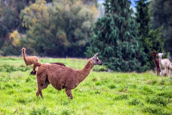 Saçını Kestikten Sonra Yeşil Çimlerde Otlanan Kahverengi Lamas Sürüsü Egzotik — Stok fotoğraf