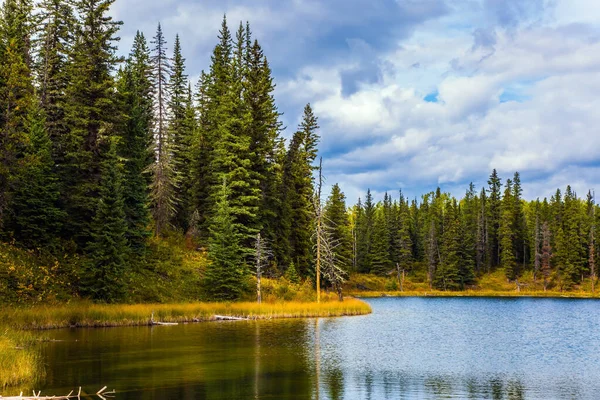 Rocky Mountains Canada Lago Poco Profundo Rodeado Bosque Hierba Amarilla —  Fotos de Stock