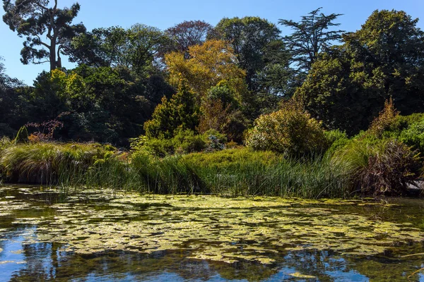 クライストチャーチ風景植物園 ニュージーランド 南島への旅行 停滞した水で絵のような池 ユリで生い茂った 生態観光と写真観光の概念 — ストック写真