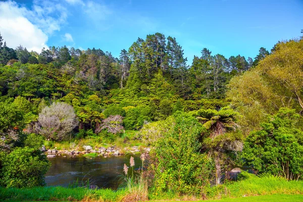 Karangahake Gorge Viaje Nueva Zelanda Isla Norte Las Cañas Crecen —  Fotos de Stock