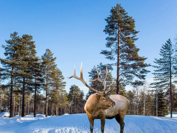 Precioso Ciervo Rojo Borde Bosque Invierno Bosque Coníferas Nevadas Soleado —  Fotos de Stock