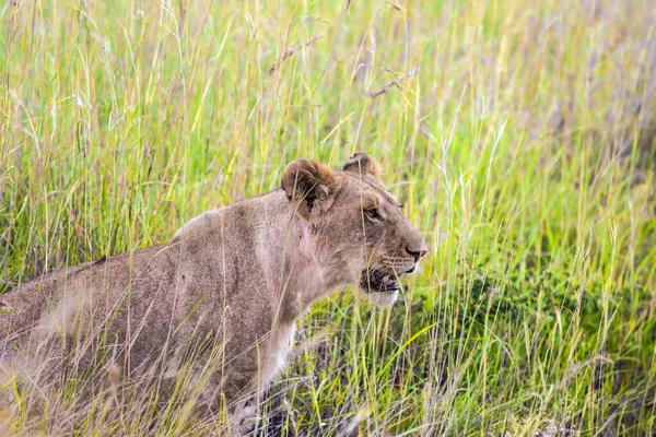 Famous Masai Mara Reserve Kenya Grassy Savannah Young Lioness Tall — Stock Photo, Image