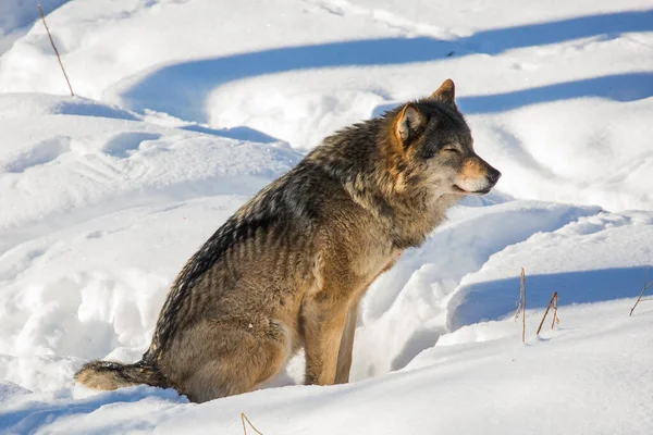 Gray Polar Wolf Sits Snow Ranua Zoo Lapland Animals Housed — Stock Photo, Image