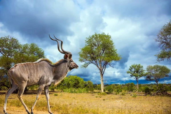 Parque Kruger África Sul Macho Kudu Enorme Com Chifres Longos — Fotografia de Stock