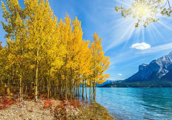 Autumn flood of Abraham lake. Rocky Mountains of Canada, sun warms the mountain valley. The golden foliage of aspen and birches. Concept of ecological and active tourism